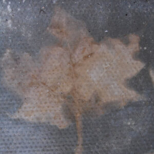 leaf prints on pavement